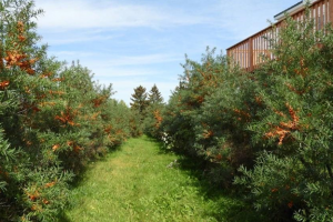 Row of fruit in late fall ready for harvest